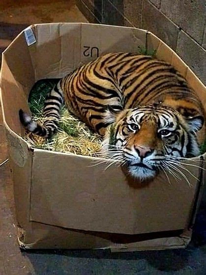 No Matter The Size A Cat Loves A Box Pet Tiger Big Cats In Boxes