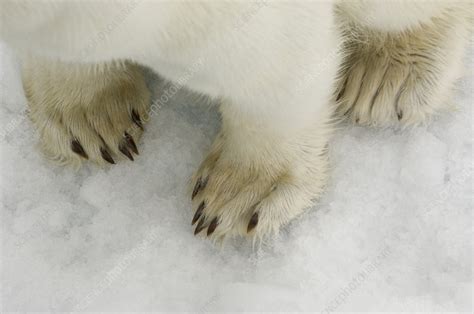Polar Bears Paws On Ice Stock Image Z9270269 Science Photo Library