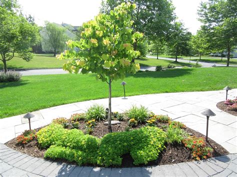 Ornamental Trees For Southeastern Pa 2 Ornamental Trees Trees For