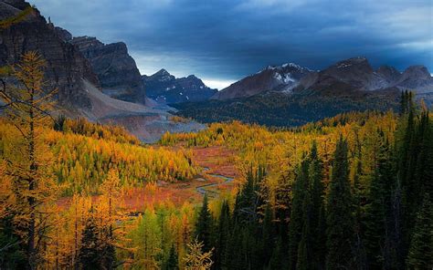 Hd Wallpaper Assiniboine British Canada Canadian Columbia Forests