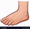 Human foot cartoon isolated Royalty Free Vector Image
