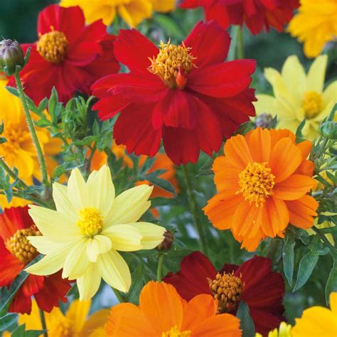 Essentially, a distinction is drawn between two things: Cosmos Brightness Mixed - Seminte de Flori Profesionale
