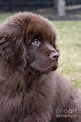 Very Cute Chocolate Brown Newfoundland Puppy Sitting Photograph by ...