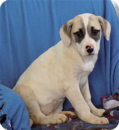 Because of a puppy's natural energy, dane owners given their large size, great danes continue to grow (mostly gaining weight) longer than most dogs. Minneapolis, MN - Great Dane/Great Pyrenees Mix. Meet Iris ...