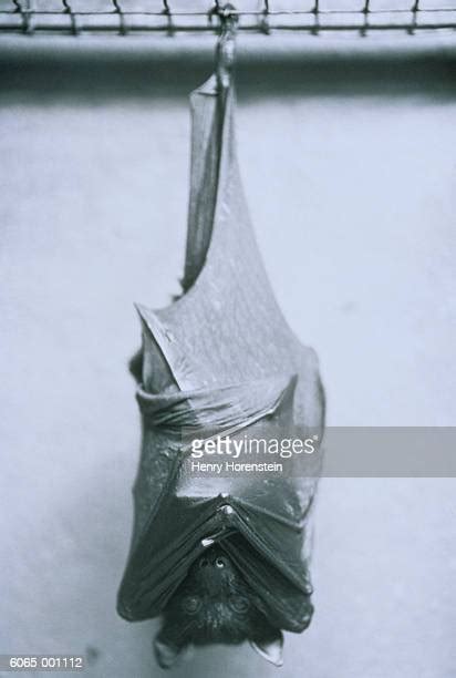 Bat Hanging Upside Down Photos And Premium High Res Pictures Getty Images