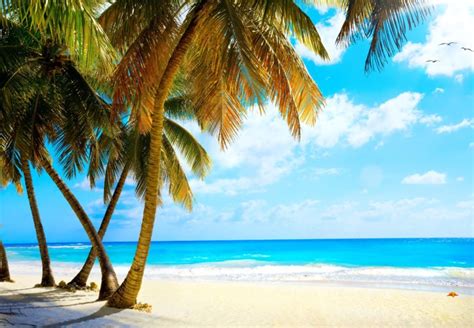 Summer Palms Vacation Tropical Sea Paradise Beach Ocean Wallpapers Hd Desktop And