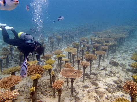 Coral Farming To Help Restore Dying Reefs Okinawa Institute Of