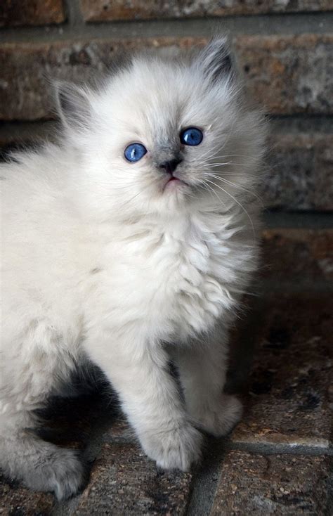 Blue Point Ragdoll Kitten Gato Ragdoll Siamese Cats Pretty Cats