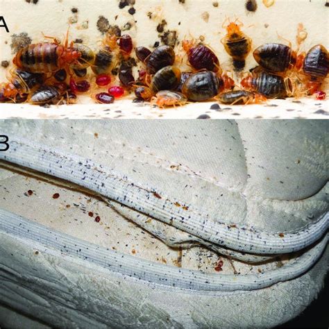 Bed Bugs And Signs Of An Infestation Photos Depiciting A A Typical