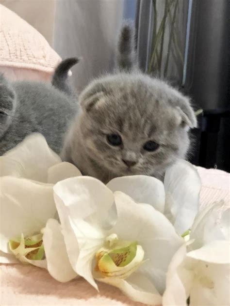High Quality Pure Breed Scottish Fold U Get What You See