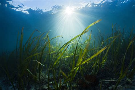 Seagrass Meadows Help Remove Dangerous Bacteria From Ocean Water New Scientist
