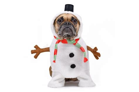 Funny French Bulldog Dog Dressed Up As Snowman With Full Body Suit