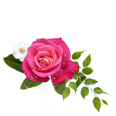 Flores Png Rosa : ¿estás buscando imágenes flores de color rosa hd png png image