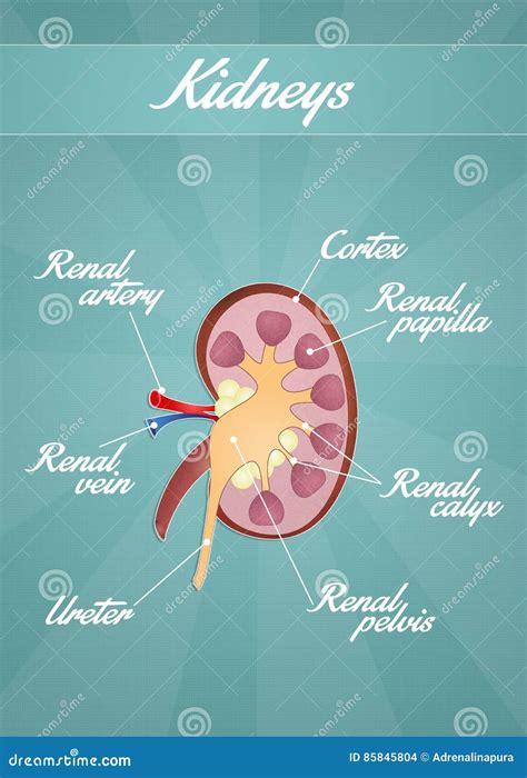 The Kidneys Stock Illustration Illustration Of Cancer 85845804