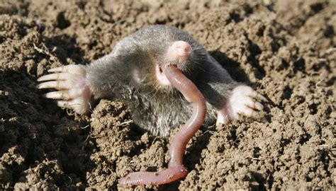 Difference Between A Mole And A Shrew Sciencing