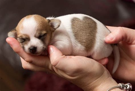Photo Adorable Puppy Born With Heart On Her Back Iheartradio