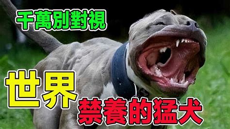 世界上被“禁養”的10大猛犬，你以為藏獒的戰鬥力真的是吹的嗎？ 【黑土日記】 Youtube