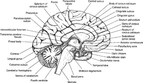 Midsagittal View Of The Brain Labeled