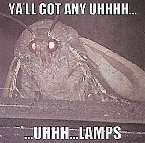 27 Moth Memes That Will Bring You Towards The Light Funny Gallery