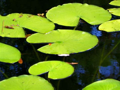 Beautiful Lily Pads Float In The Pond Eco Friendly And Lovely