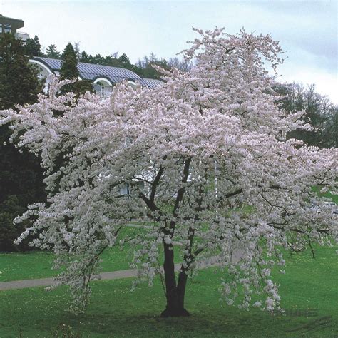 Flowering Cherry Trees For Small Gardens How To Do Thing