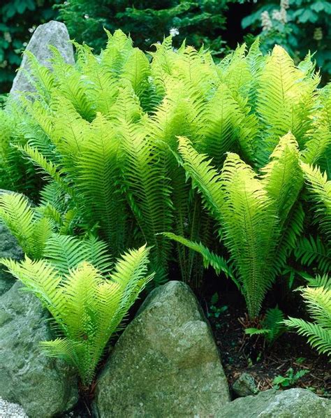 There Are Five Fern Plants In The Fern Plants Garden Collection Glade