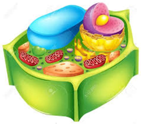 Eukaryote Plant Cell