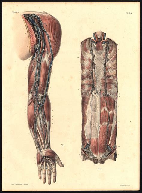 Original Anatomy Print LYMPHATIC VESSEL DEEP VEIN THORAX Pl 84