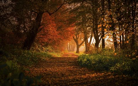 Nature Landscape Forest Fall Path Leaves Trees Shrubs Sunlight Germany Morning Europe