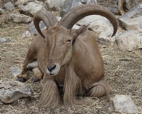 Mana dimana anak kambing saya. Gambar Anak Kambing Berwajah Mirip Manusia Meninggal ...