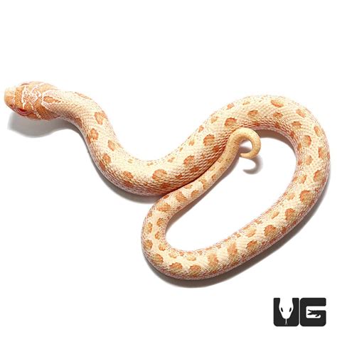Baby Albino Anaconda Western Hognose Snakes Heterodon Nasicus For