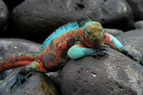 Galapagos Islands Darwin Inspiration Pre Tend Be Curious
