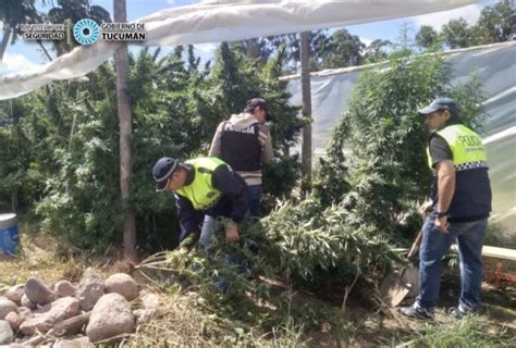 Secuestran Marihuana Coca Na Y Un Arma De Fuego Radio Bicentenario