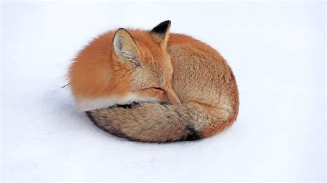 Red Fox Sleeping Full Hd Wallpaper And Background Image 1920x1080