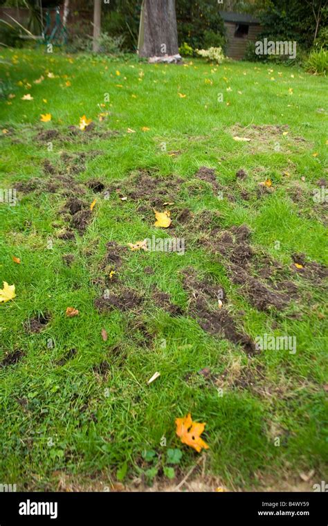 Garden Badger Digging Hi Res Stock Photography And Images Alamy