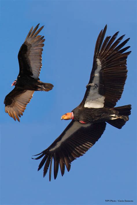California Condor In The Pacific Northwest Us National Park Service