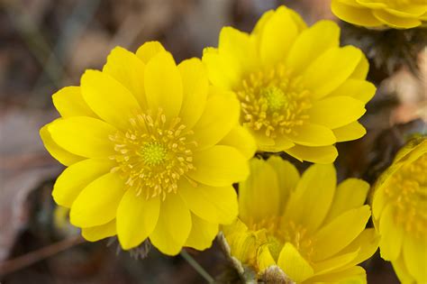 The world of flowering plants involves more than just short and long life. Top 30 Beautiful Yellow Flowers Names List With Pictures ...