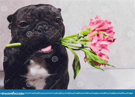 Funny Dog With A Flower In His Mouth French Bulldog Puppy Flower Rose