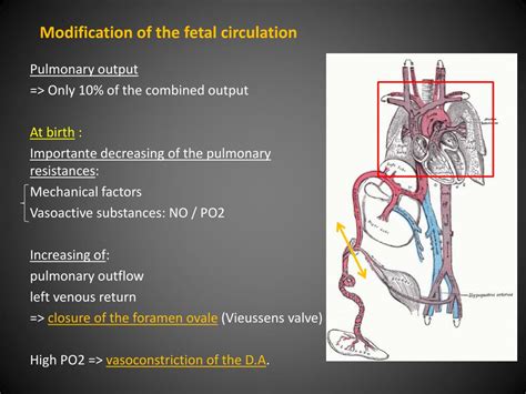 Ppt Fetal Circulation Powerpoint Presentation Free Download Id2476218