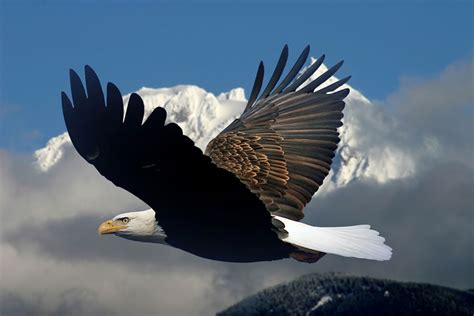 Bald Eagle In Mid Air Flight Help Change The World The Future Of The