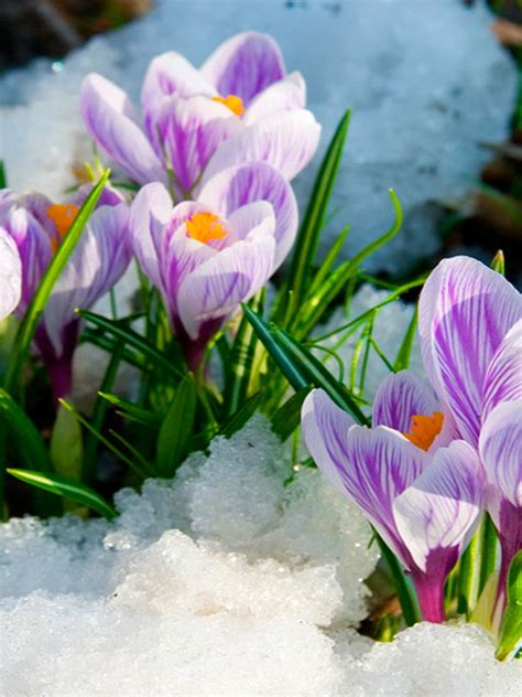 Free Download Early Spring Flowers Wallpaper 1920x1080