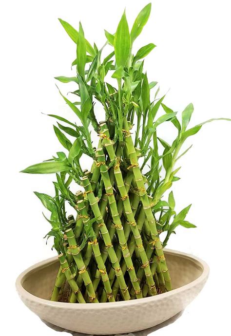 Interesting Facts About Lucky Bamboo Plant Ferns N Petals