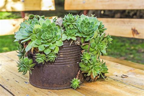 Creative Containers For Succulents Using Interesting