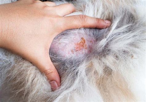 Skin Diseases In Dogs Types Symptoms Labres