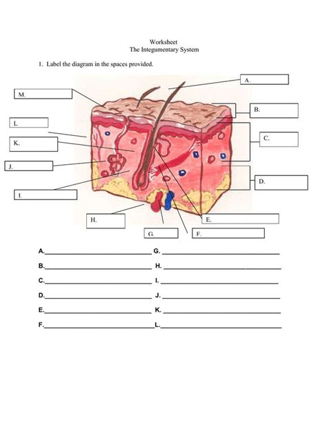 Integumentary System Diagram To Label