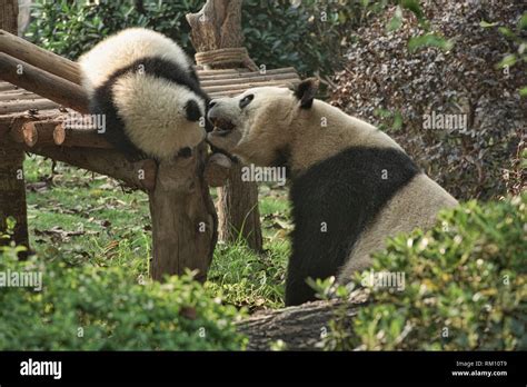 Mother Panda And Cub At The Chengdu Research Base Of Giant Panda