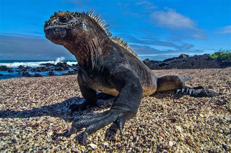 Découvrez Les îles Galapagos En 30 Infos Fascinantes