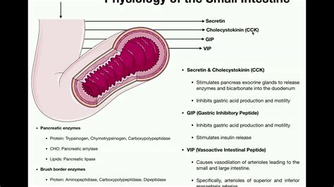 Anatomy And Physiology Of The Small Intestine Youtube