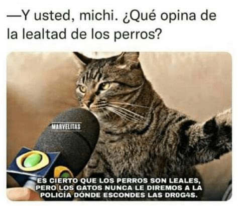 ️ Los Mejores Memes En Español Sobre Gatos Para Sobrevivir A La Semana