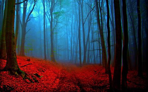 1920x1080px 1080p Free Download Autumn Splendor Red Autumn Foggy